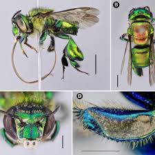 Image result for Isoglossa multinervis