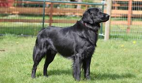 Great dane puppies for sale adoptapet com. Flat Coated Retriever Mix Puppies For Sale V1 Lenze Com Tr
