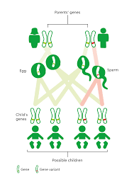 Familial adenomatous polyposis (FAP) - diagnosis, surgery | Macmillan  Cancer Support