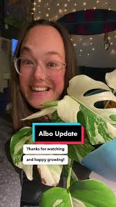 Good news for my very white Monstera: it has some greeeennn! Yay 🌿  #monstera #monsteravariegata #monsteraalbo #variegatedmonstera