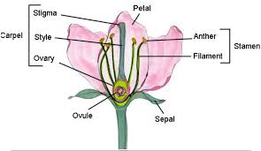 In this guide to the parts of flower and plant, you will learn. Solved Draw And Label A Perfect Flower Explain What Makes It A Perfect Flower Course Hero