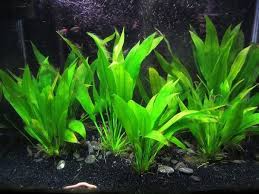 217 nama (termasuk nama infraspesifik) untuk genus ludwigia dicatat oleh wcsp dan tropicos. 15 Jenis Tanaman Yang Bagus Untuk Menghias Aquascape