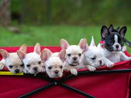He comes with limited akc papers, up to date on vaccines, microchipped and 1 year health guarantee. Pristine Frenchies Reviews Facebook