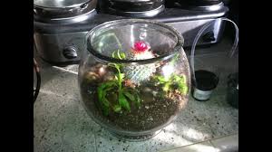Venus fly trap seeds, dionaea muscipula, bonsai carnivorous plant seeds. How To Make A Venus Fly Trap Cactus Carnivorous Terrarium Youtube