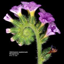 Image result for Boraginaceae