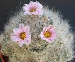 Mammillaria Le Cactus Heuristique Cactus Flower Cactus Garden Cactus