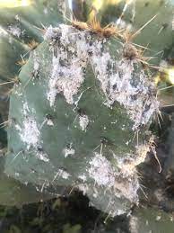 Female insects eat the red cactus berries, which concentrates the color in their bodies. Cochineal Scale On Cholla And Prickly Pear