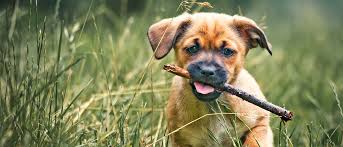 Gaseous sounds from the gut What To Do If Your Dog Has Diarrhea Royal Canin