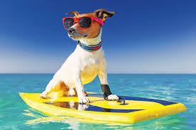 From byzantine greek καλοκαίριν (kalokaírin, good season, good weather), from ancient greek καλοκαίριον (kalokaírion, fine weather). Skylia Kai Kalokairi Odhgies Gia Thn Profyla3h Twn Agaphmenwn Sas Filwn Marathon Press