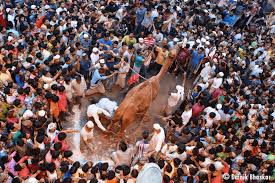 Camel qurbani saith house part 1. Peta Demands Police Action Against Horrific Camel Sacrifice