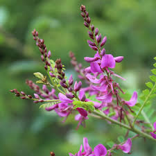 Image result for Indigofera dyeri