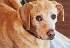 Maybe you would like to learn more about one of these? Golden Retriever Lab Mix Complete Guide To The Goldador Animal Corner