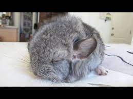 Some chinchillas barely even act like a chin while others are the textbook example of one. Cute Baby Chinchilla Noises Youtube