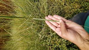 Image result for Andropogon gayanus