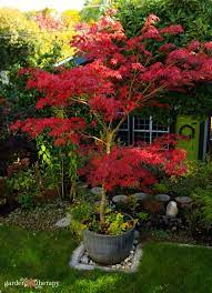 How To Grow Trees In Containers And The Best Ones To Choose Garden Therapy Potted Trees Patio Japanese Maple Garden Potted Trees