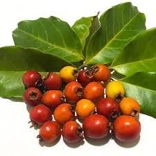 Image result for Eugenia sp. A