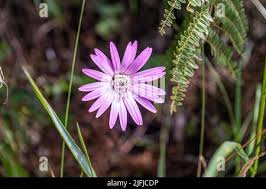 Image result for Gerbera viridifolia