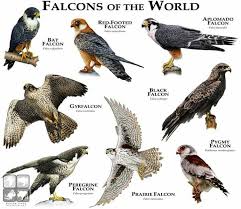 Pin By Mediterranean Man On Bird S In 2020 Birds Of Prey Backyard Birds Animals