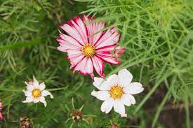 Cosmos Flowers Are Incredibly Easy To Grow Fast Growing Flowers Cosmos Flowers Annual Flowers
