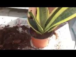 Ortasında çok yavru çıkartıyor.çiçeği muhteşem güzel kokuyor ve her çiçeğinden bal damlıyor,balın tadı ise çok leziz.kılıç çiçeğim açtığı zaman balkonum hareketleniyor,askerler gibi sıraya dizilmiş karıncalar kış stoklarını. Kilic Cicegi Cogaltma Ve Saksi Degisimi Stamping And Switch Change Youtube