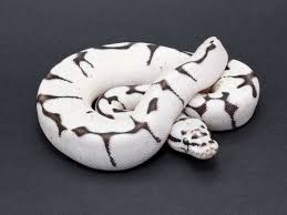 Axanthic Black And White Ball Python Firebee Sk Axanthic Ball Python Ball Python Ball Python Pet Pet Snake