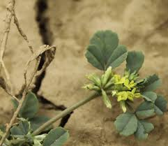 Image result for Trigonella anguina