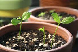 How To Grow A Lemon Tree From Seed Lemon Seeds Lemon Tree From Seed How To Grow Lemon