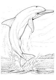 Page 10 Sur 50 Sur Hugolescargot Com Dauphin Dessin Coloriage Dauphin Dauphin