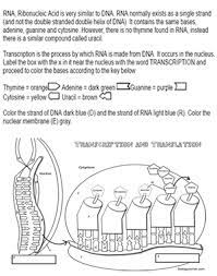 About this quiz & worksheet. Transcription Coloring Transcription And Translation Dna Activities Color Worksheets