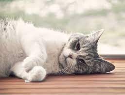 How To Sedate A Cat Naturally
