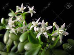 Jade plants will usually flower when the environment is right in winter months. Crassula Ovata With Flowers Known Also As Jade Plant Or Money Stock Photo Picture And Royalty Free Image Image 77489546