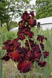 Pin On Iris