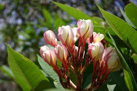 Plumeria Buds Plumeria Care Plumeria Flowers