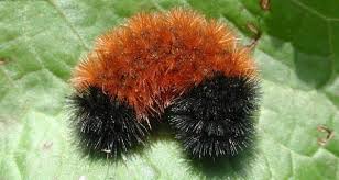 Black And Red Furry Caterpillar Uk How Did A Fuzzy Caterpillar Become A Weather Forecaster In 2020 Wooly Bear Caterpillar Woolly Bear Fuzzy Caterpillar