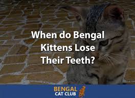 When do kittens lose their canine teeth. When Do Bengal Kittens Lose Their Teeth Bengal Cat Club