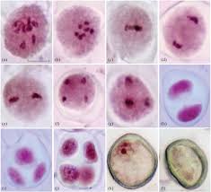 Image result for Cleome polyanthera