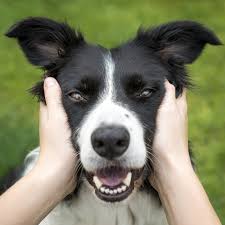 Here's where to get 'er done. Should You Get A Dog Or Cat Stories Of Pet Ownership In The Pandemic Shots Health News Npr