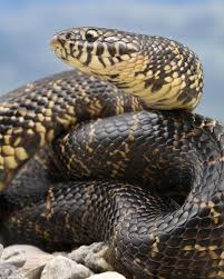 Image result for Spermacoce sp.