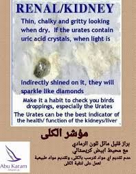 كيفية تحديد المرض انطلاقا من شكل براز الطيور Identify Bird Health Problems Through Their Droppings التجمع المغربي لعلم الطيور