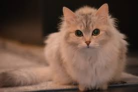 Pictures include breeds such as persian it won't take you nine lives to find purrfect cat pictures. The Cutest Cat Breeds 14 Cats You Ll Definitely Want To Snuggle