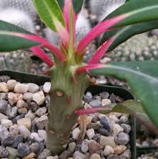 Image result for Usteria guineensis