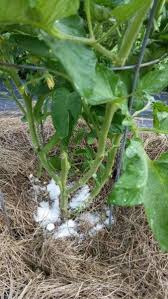 Epsom salt used as a foliar spray or soil additive will help tomato and pepper plants grow and produce larger, tastier yields. Epsom Salt Insect Control Tips On Using Epsom Salt For Vegetable Bugs