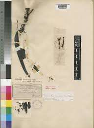 Image result for Tapinanthus dependens