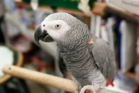 Birds For Sale In Florida Craigslist African Grey Parrots For Sale On Craigslist