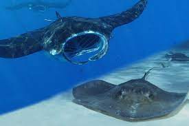 Check out this facebook live video where you will find the triple comparison of mantas, stingrays and eagle rays. Manta Rays Vs Stingrays Manta Ray Advocates Hawaii