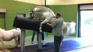 Vom kaltblut bis zum warmblut, vom lewitzer bis zum haflinger stehen diverse deckhengste zum verkauf. Warum Mussen Hengste Ihr Sperma Ablassen Sex Tiere Pferde