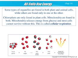 In addition, they divide independently of the cell. Tissues Organs And Systems Of Living Things Ppt Download