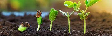 A Complete Guide To Germinating Seeds | Love The Garden