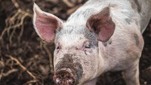 Information and translations of pig in the most comprehensive dictionary definitions resource on the web. How To Choose Pig Breeds For Your Farm