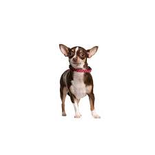 Find local chihuahua puppies for sale and dogs for adoption near you. Chihuahua Puppies Petland Carriage Place